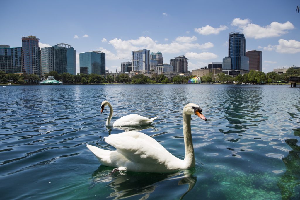 Swans on Lake Eola